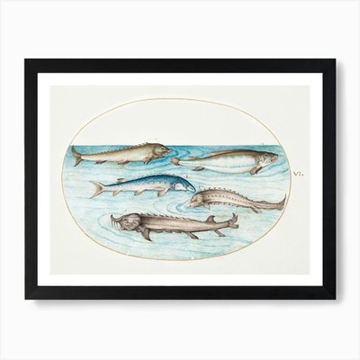 Welse und Stör (1575-1580), J gerahmtes Wandbild Poster Leinwanddruck Bild