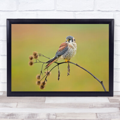 American Kestrel Bird Nature Animals Wildlife Raptor Autumn Wings Wall Art Print
