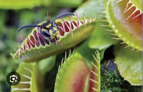 Venus Atrapamoscas Exótica – Dionaea Muscipula Planta Viva- Carolina Del Sur
