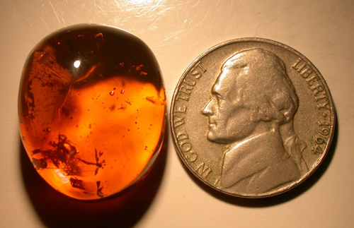 Beautiful Large Spider with Pedipalps Displayed in Dominican Amber Fossil Gem - Picture 10 of 10