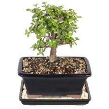 Medium Live Jade Bonsai Tree - 5-Year Old Indoor Plant, Easy Care, Home Decor