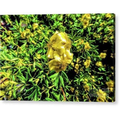 Acrylic Print "Yellow Flower" - Picture 19 of 22