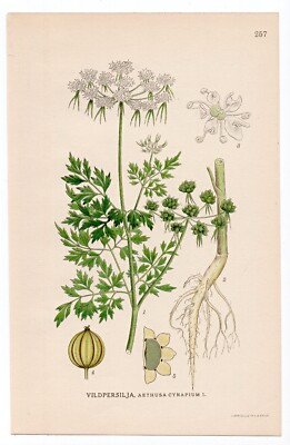 1926 Lindman Botanical Flower Print, Fool's Parsley, Fool's Cicely
