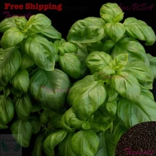 Genovese Basil Herb Seeds | Sweet Basil | Non-GMO | Vegetable Seeds