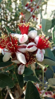 Pianta Di Feijoa Sellowiana In Vaso 18 - Altezza 60-80cm, Piante Marconi