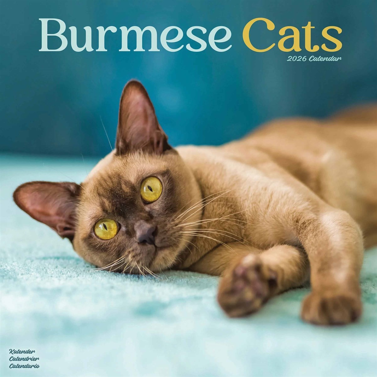 Burmese Cats Calendar 2026, Wall Calendars, Month To View, Cats, Gift