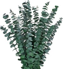 12PCS Dried Eucalyptus Bundle 17'' Real Bundle, Green