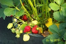 Organic Strawberry plants -- Albion  - 1" bare root 10  count U.S.A