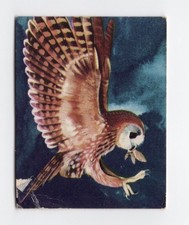 Greggs NZ aquatic birds 1974. New Zealand Owl (Morepork)
