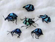 LOT OF 5 CURCULIONIDAE POLYTELIS DECASSATUS UNMOUNTED SIZE MIX 16-19MM PERU.