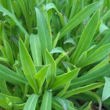 Stridolo - Silene Vulgaris ( inflata )  - 500 Seeds - Sculpit / Bladder Campion