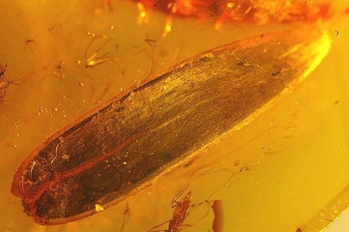 Fossil Plant - two leaves, and two flies in Genuine Baltic amber - Picture 2 of 4