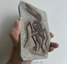 Unique Pterosaur Fossil Rare Chinese Triassic Period Collection