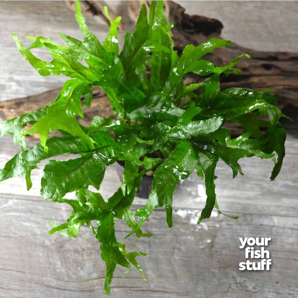 Java Fern Temperature