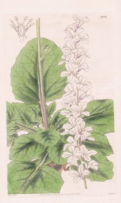 Francoa Ramosa Chile Botanik flower botany engraving Kupferstich Curtis 3824