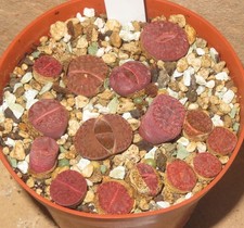Lithops bromfieldii cv. Rubroroseus Ember Mesembs Sukkulenten EB-MS1681-T8