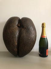 Sehr sch&ouml;ne, gro&szlig;e orig. COCO de MER - SEYSCHELLENNUSS -  38,5 x 32,5 x 17,5cm