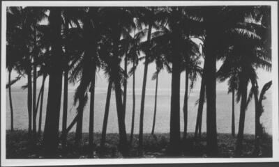 Lord Howe Island Palms, Lord Howe Island - Old Photo 7