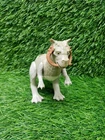 Star Wars 1979 Taun Taun Open Belly Figure Vintage Base Figure Only Hong Kong