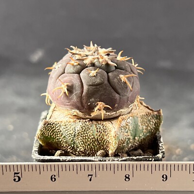 A7-1016. Gymnocalycium unguispinum SL44b, Puerta Tastil (Grafted)