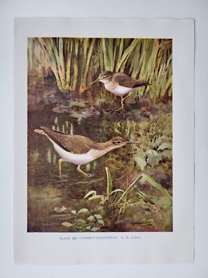 Old Vintage Colour Print British Bird Common Sandpipers