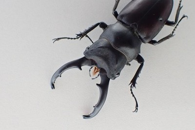 D56071. Insects, Lucanidae: Kirchnerius cyclommatoides. Vietnam