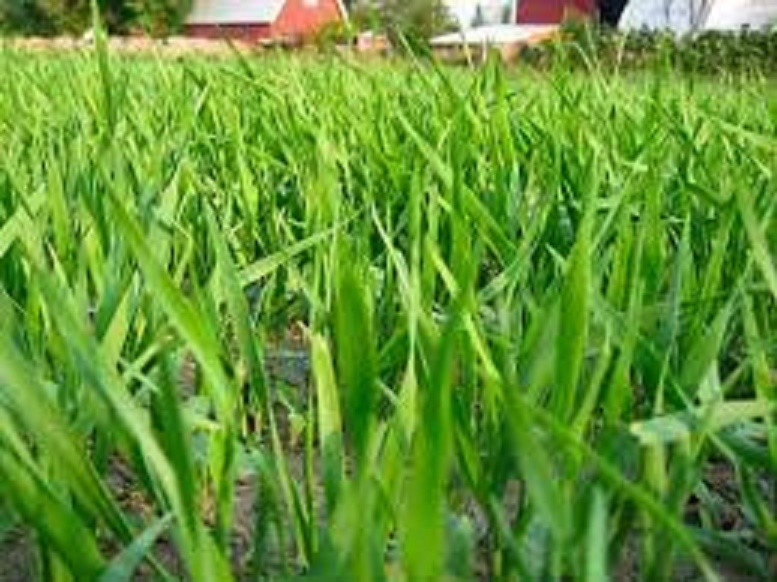 Non GMO Oat Seeds for Deer Food Plot, Cattle for Forage Hay Winter