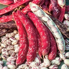 15 Red Borlotti Bean Seeds - Climber up to 7 feet tall, sow up to August
