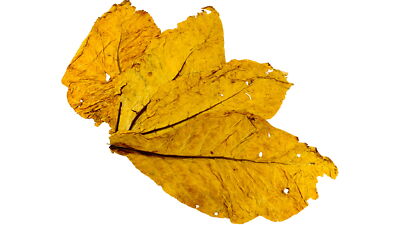 9kg Virginia Italia Tabakblätter Tabak Tobacco Natur Rohtabak Premiumqualität