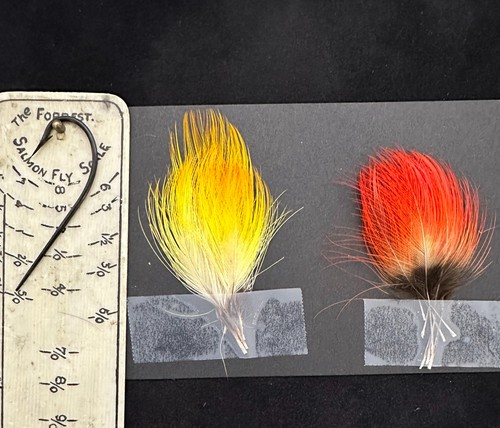White Throated Toucan