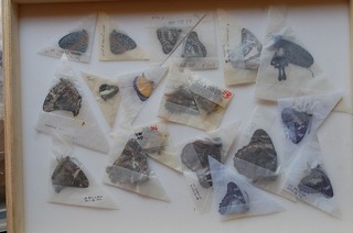 Mixture of 20 world wide butterflies