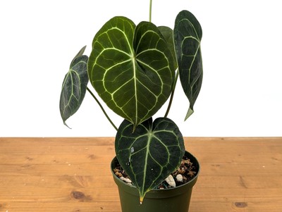 Anthurium Clarinervium 4 Inch or 6 inch Nursery Pot Live Tropical Indoor House