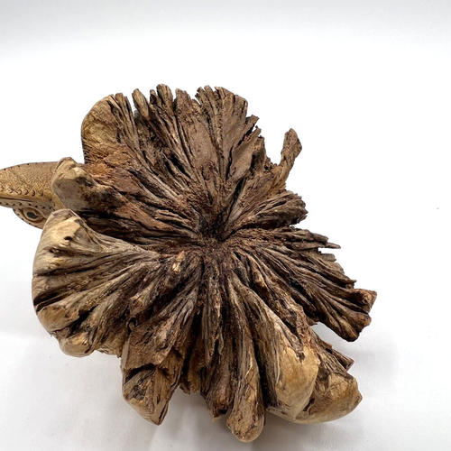 Vintage Hand Carved Burl Wood Tree Frog Sculpture Figure Wooden Life Size 2" T - Picture 8 of 12