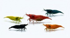 100 Live Shrimp 20Black 20Red 20Orange20 Blue20Yellow Please Read Description