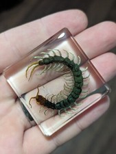 Centipede In Resin, Specimen Insect  Taxidermy Oddity Resin Curiosity