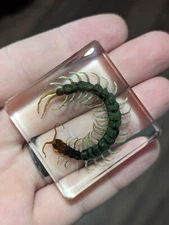 Centipede In Resin, Specimen Insect  Taxidermy Oddity Resin Curiosity 