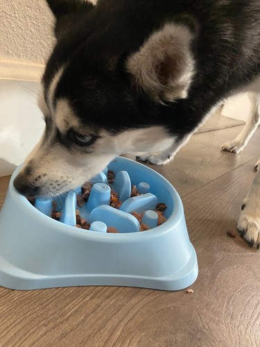 Gray Fun Maze Puzzle Bowl / Dog Bowl / Slow Feeder / Dog/Cat Dish / BPA-Free - Picture 2 of 5