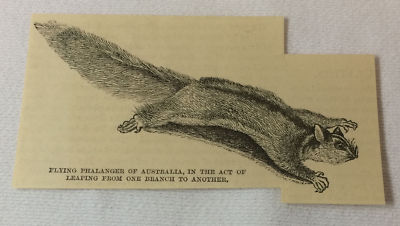 small 1883 magazine engraving ~ FLYING SQUIRREL Australia