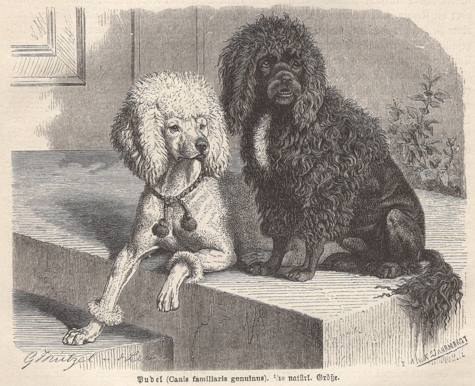 1883 Brehms Thierleben Wood Engraving Poodle Dogs Original Book Antique Print