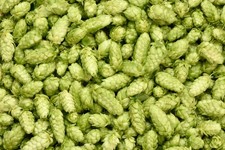 Hop Seeds – 40 Seeds – Hardy Perennial Climber –