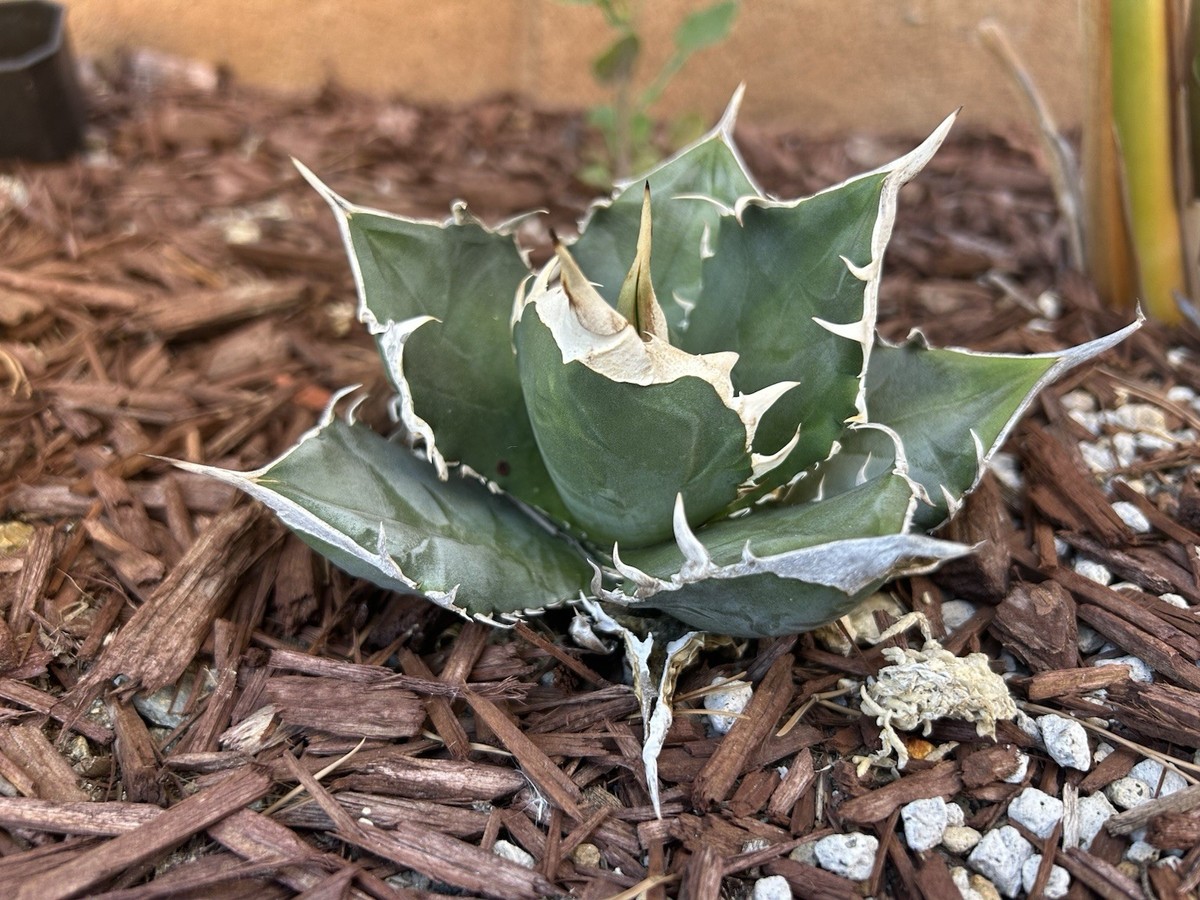 アガベ Agave Titanota SAD 01 Agave titanota SAD | eBay
