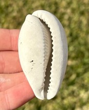 Florida Fossil Gastropod Siphocypraea problematica Cypraea Cowrie Shell Pliocene