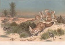 1883 Brehm Thierleben Chromolithograph Fennec Fox Wüstenfuchs Desert Color Plate