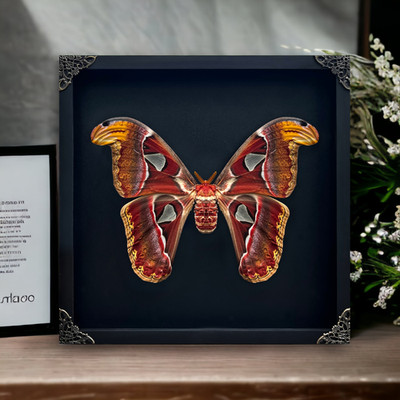 Real Atlas Moth Shadow Box Gothic Decor Unique Gift Insect Wall Art