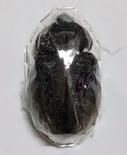 Dynastidae : Dynastes hercules ecuatorianus Female A1 Wild from Peru