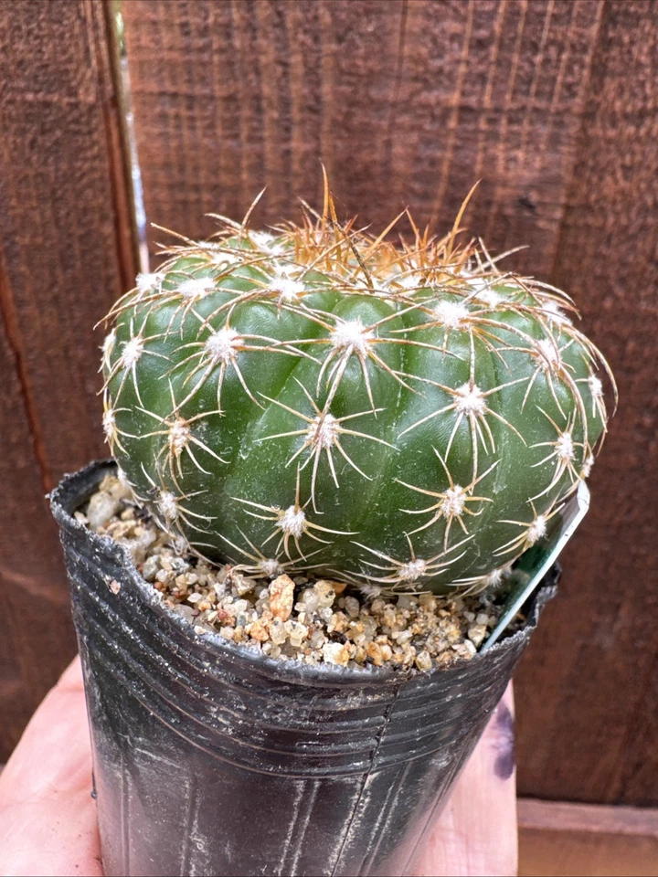 Frailea Pumila, Britton Rose Live Cactus Plant - Image 3 of 4