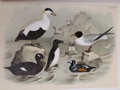 Duck/Coot Lithograph by Theodore Jasper / 1881, Studer's Birds of North America