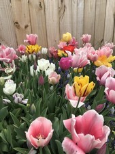 Perennial Tulip Mix 20 Large Flowering Fall Bulbs for Planting Multiple Colors