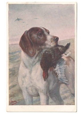 1923 Alte Postkarte Jagdhund Mit Beute Im Maul Bekassine