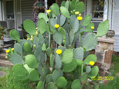 5 Prickly Pear Flower Cactus Pad Cuttings - Opuntia cacanapa Home Garden  Plants | eBay